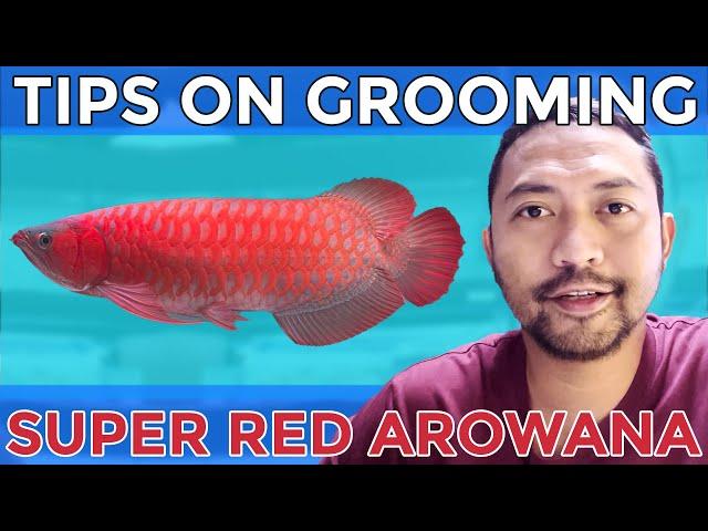 Tips on grooming Super red Arowana