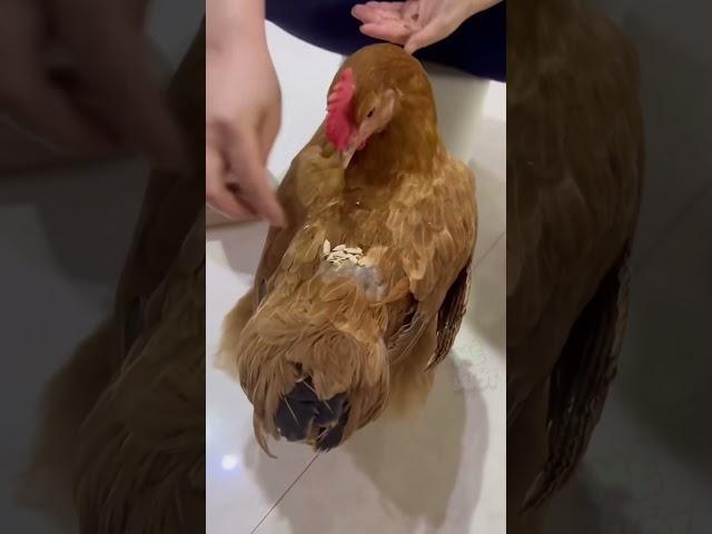 Liệu người tuổi dậu có làm được như vậy | Mê Lướt