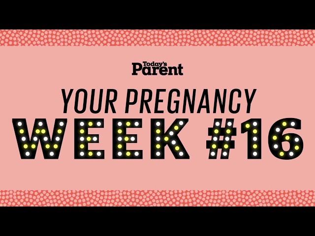 Your pregnancy: 16 weeks