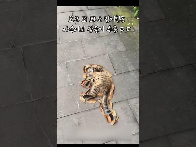 보고 또 봐도 믿기지않는 고양이의 잠들기 수준 ㄷ ㄷ ㄷ