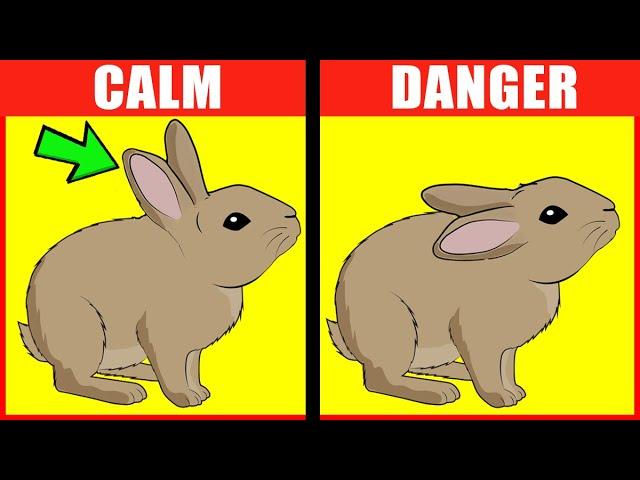 Rabbit Body Language Explained