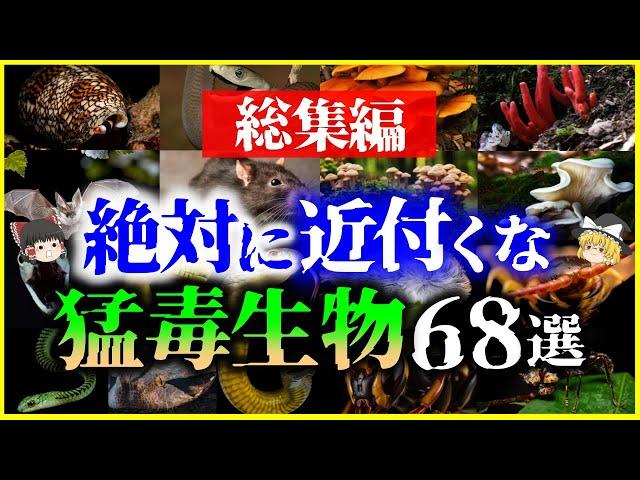 【ゆっくり解説】【総集編】絶対に近づくな！ヤバい猛毒生物68選を解説/キノコ、ヘビ、食べ物、意外な生物他【作業用】【睡眠用】