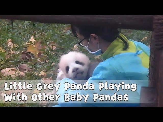 Little Grey Panda Playing With Other Baby Pandas | iPanda