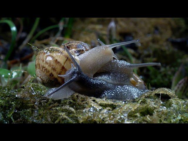 Slow down with Snails and Slugs | Relax With Nature | BBC Earth