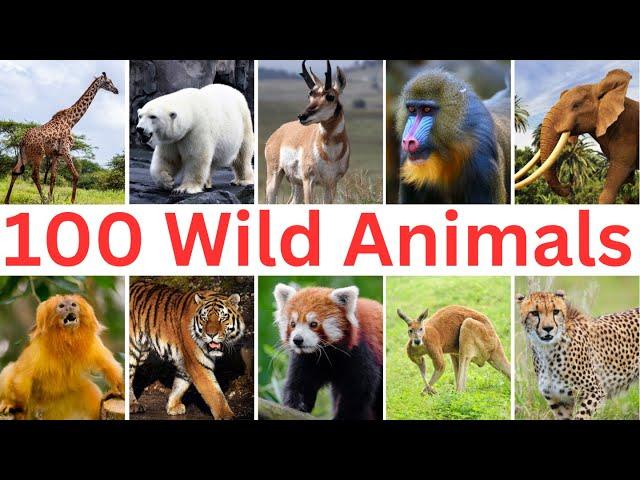 100 Wild Animals  |  Learn Wild Animals Name in English