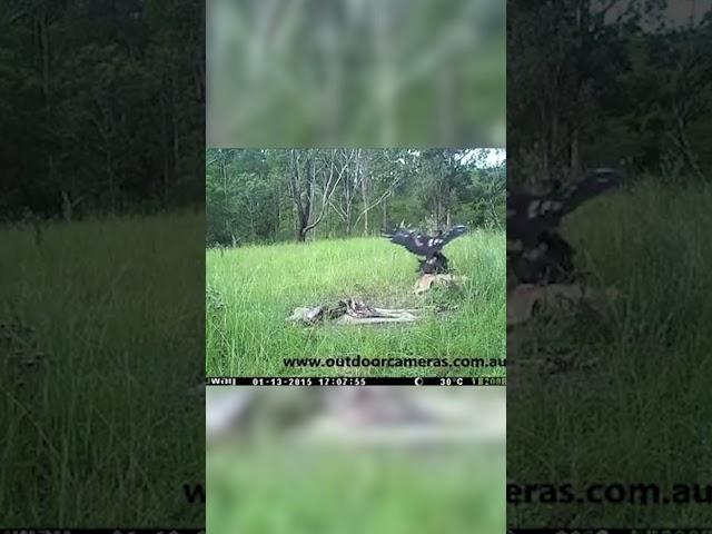 A wedge tailed eagle swoops down to attack a dingo pup.