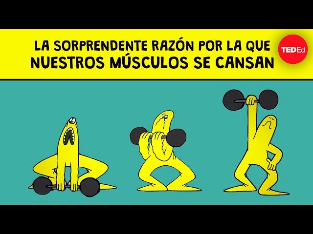 La sorprendente razón por la que nuestros músculos se cansan - Christian Moro