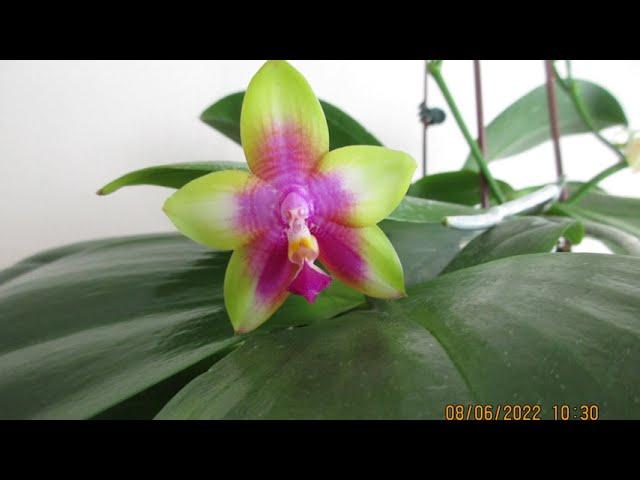 FRAGRANT: Phalaenopsis Chienlung Happy Queen : Growing inside the house!