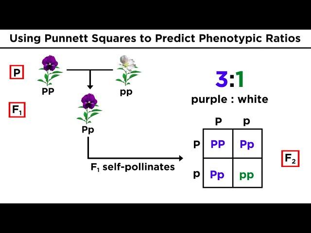 Mendelian Genetics and Punnett Squares