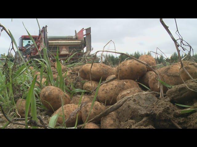 Harvest break allows students to help Aroostook County farms. But what does its future look like?