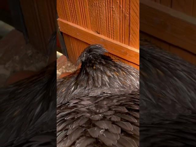 Anticipation! Chick watch! #chicken #gardening #cat #garden