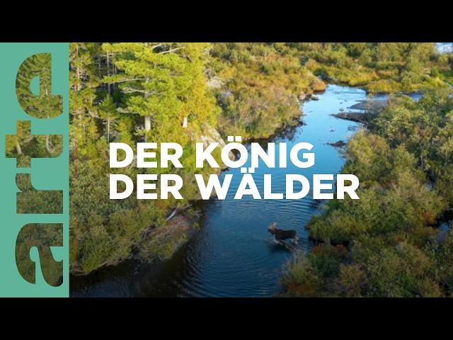 Der Elch | Wildnis Europa | ARTE Family