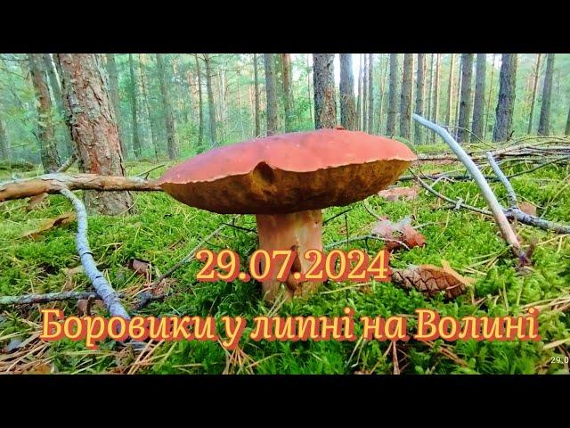 29.07.2024.Боровики у липні на Волині. Стільки грибів в цьому році ще не було #boletus #грибиукраїни