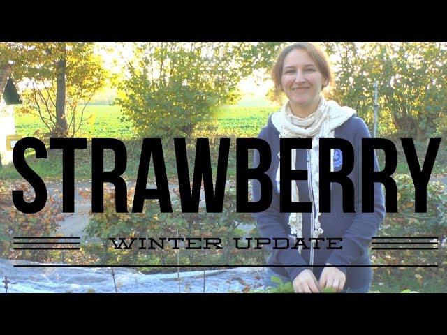 Winter Strawberry Update: How to Grow a Garden with Scarlett