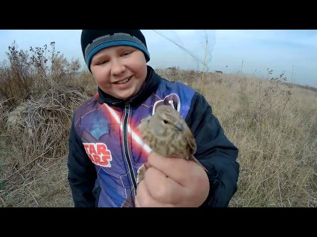 Ловля птиц в ветренную погоду!Атака на Щегла! Catching birds in the wind! Attack on the Goldfinches!