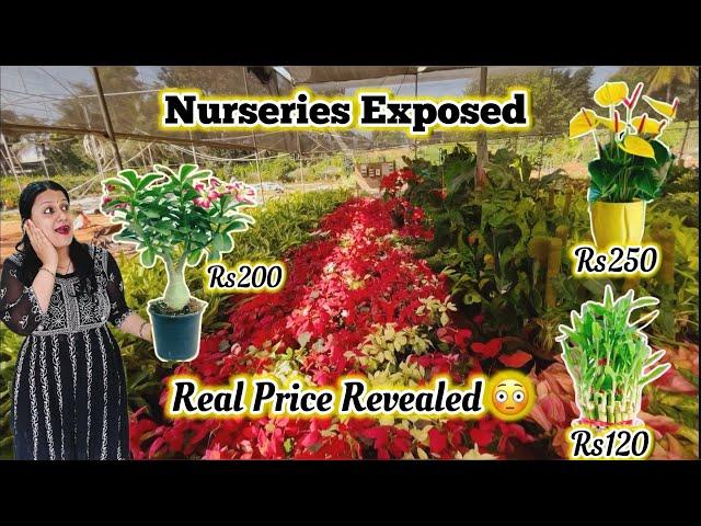 Nursery tour | Price revealed | Cheapest Plants in Bangalore 