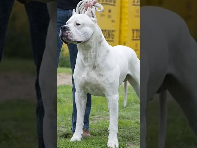 white pitbull attitude status 