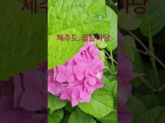 #수국#제주도#제주살이#장마#데이트 #꽃#전원주택#주말#여행지추천#펜션 #