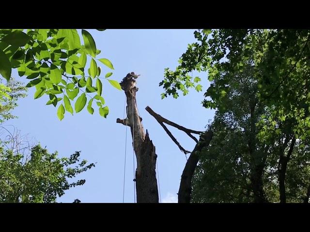 Abbattimento Di Una Quercia In Treeclimbing