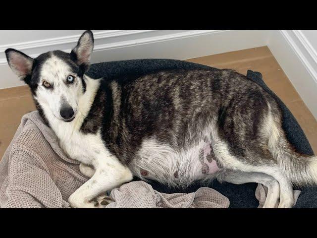 My Pregnant Husky Is Going Into Labor!