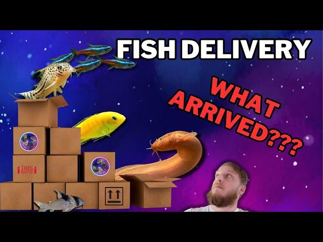 Fish delivery UNBOXING!!! Getting ready and Tour of new fish arrivals.