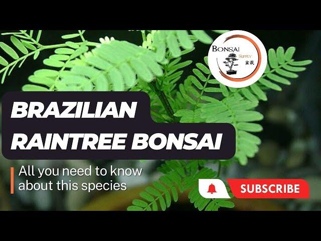 Guide to Brazilian Raintree Bonsai | The Bonsai Supply