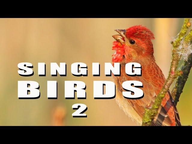 SINGING BIRDS 2