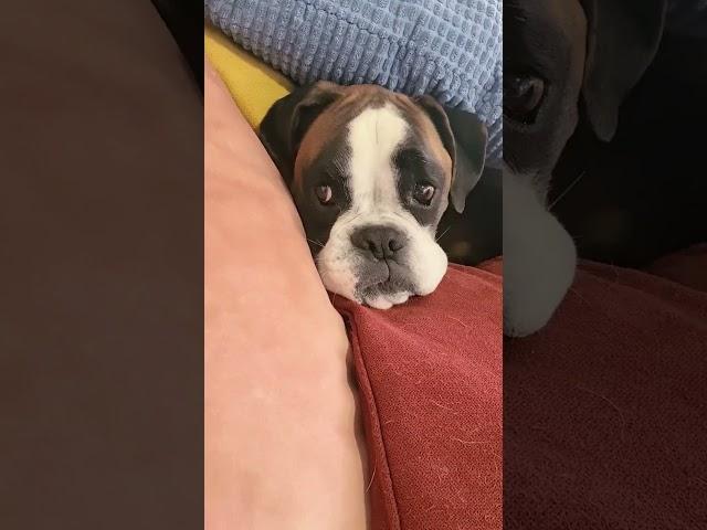 Bobby is scared of the thunder  #boxerdog #labrador #dogboxer #dog