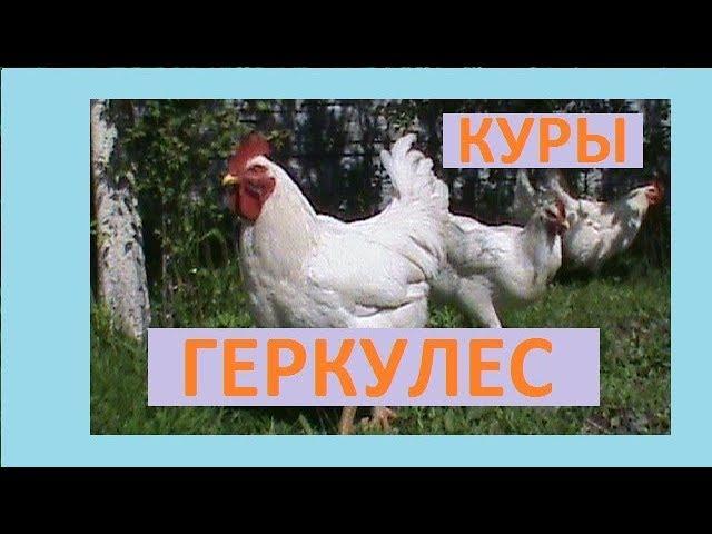 Содержание кур Геркулес спустя год   Лучшие куры для хозяйства