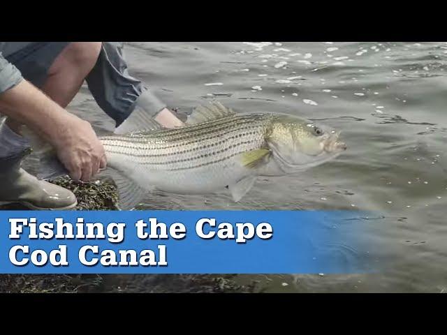 Fishing the Cape Cod Canal | S16 E4