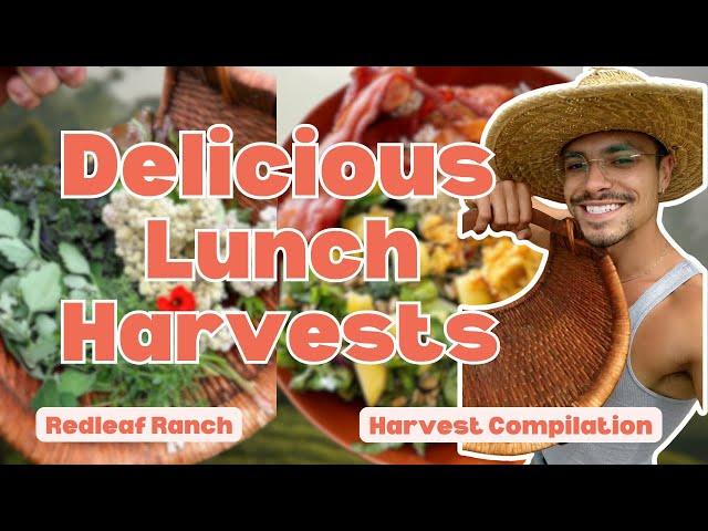 DELICIOUS Lunch Harvests and Farm to Table Meals | Compilation