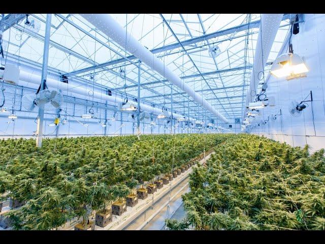 Aphria Inc Cannabis Company agreed to buy Sweet Water Brewing Co. for $300 million