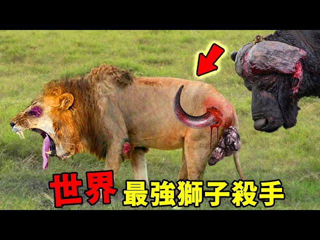 世界上能夠獵殺獅子的6種動物，犀牛只能排第四，第一名堪稱完美獅子殺手，身懷獨特「獵獅絕技」，獅子見面都要抖三抖！