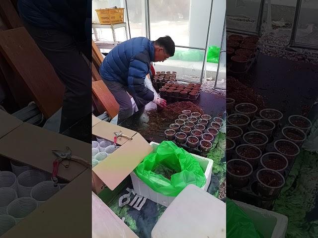 엄나무 뿌리로 포트묘 만들기