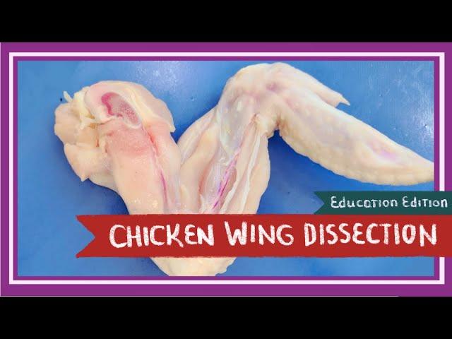 Chicken Wing Dissection || Spread Your Wings (EDU)