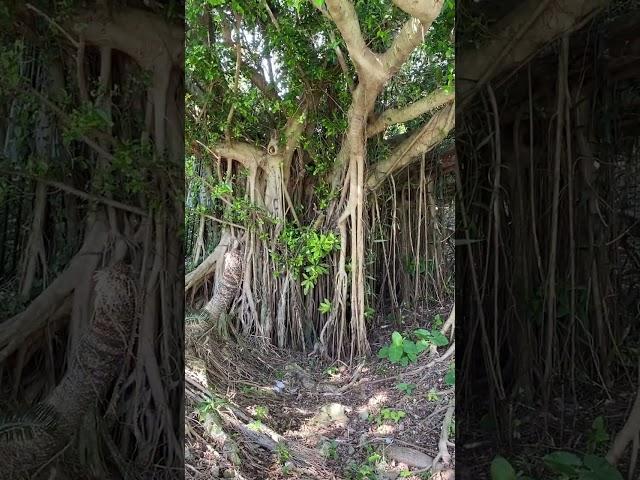 HUGE~!! Banyan, Gajimaru Tree
