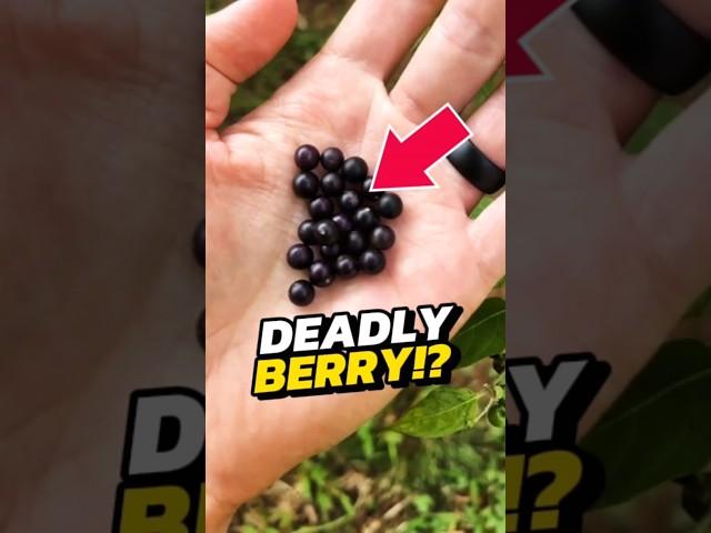 If You See Small Black Fruits in the Forest, RUN IMMEDIATELY! 