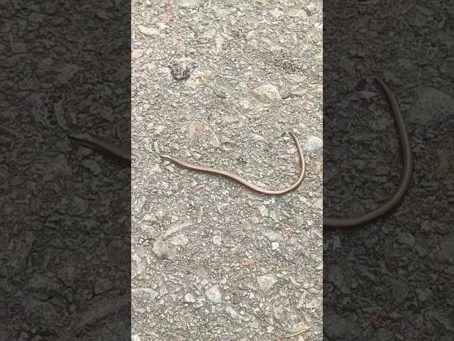 copperhead #snake #shorts #nature #dander