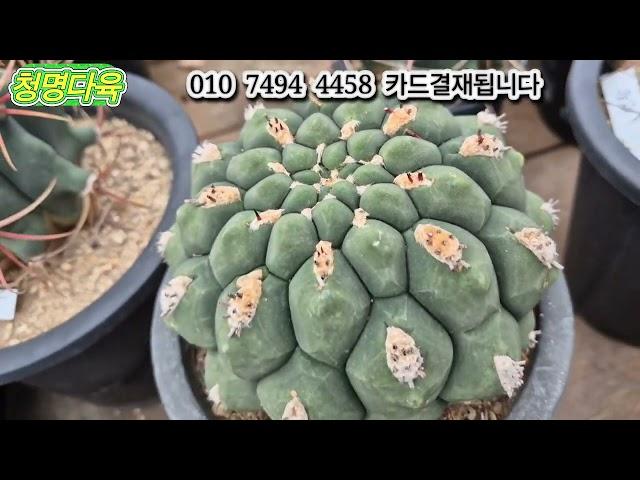 (2024.9.18.수요일)판매방