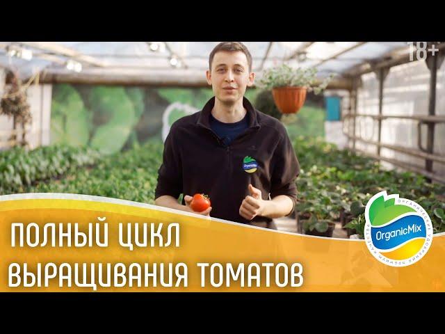 Выращивание томатов - от А до Я / Как вырастить помидоры / Рассада помидор/ Органик Микс