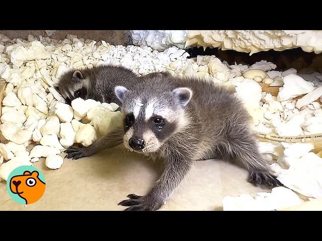 Raccoon Family Almost Tricked The Removers | Cuddle Buddies