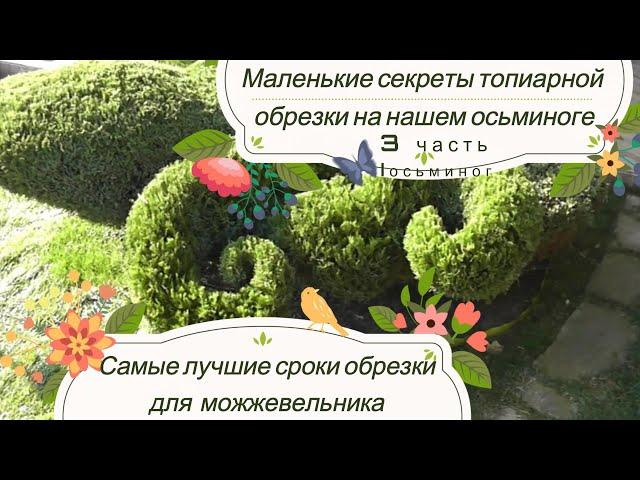 Лучшие сроки обрезки для можжевельника. Обрезка осьминога и маленькие секреты топиарной обрезки. 3 ч