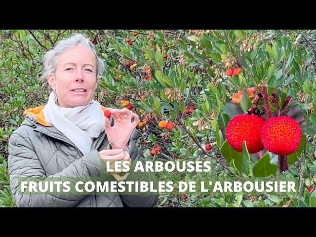 Les arbouses - fruits comestibles de l'arbousier