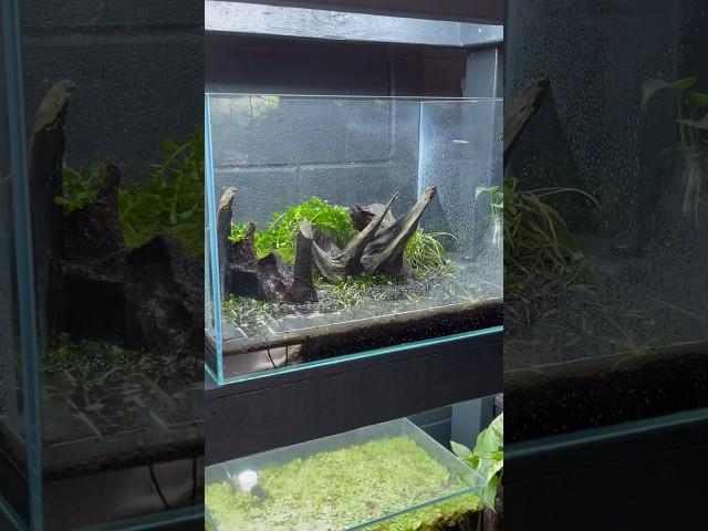 11g Aquascape #everevolvingexotics #freshwater #aquascape #plantedtank #shrimp  #aquarium #aquajapan