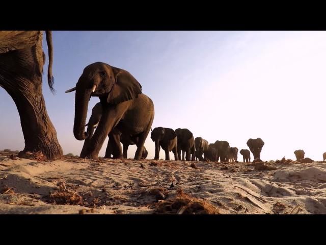 Studying Elephant Communication | HHMI BioInteractive Video