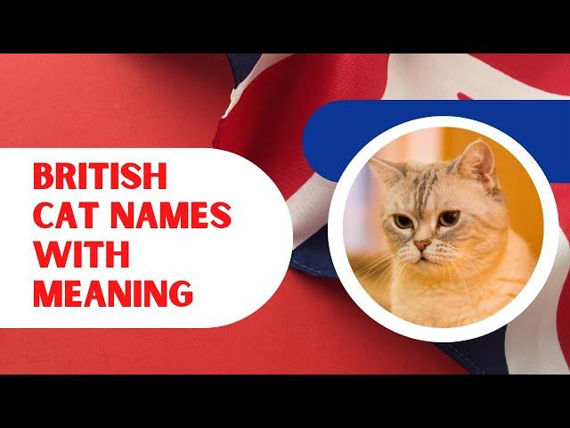 Top 30 British Male and Female Cat Names With Meaning 2021 ! Unique Pet Names