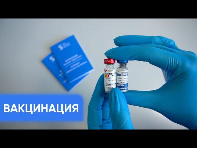 Вакцинация домашних животных - полный гайд для владельцев