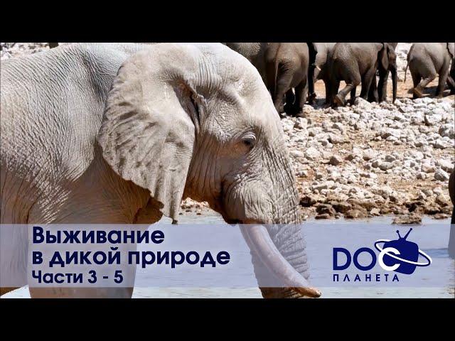 Выживание в дикой природе - Часть 3-5 - Документальный фильм - Сборник