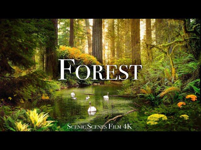 Forest In 4K - The Healing Power Of Nature Sounds | Forest Sounds | Scenic Relaxation Film