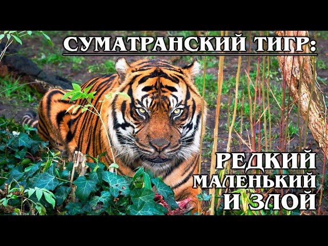 SUMATRAN TIGER: the Rare and the little tiger is endemic to Sumatra | Facts about tigers
